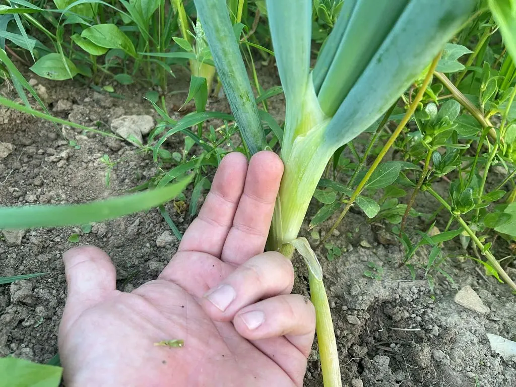 Ordu Beyaz Bilek green onion in ground