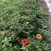 Colorful Turkish zinnia in a garden