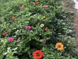 Colorful Turkish zinnia in a garden