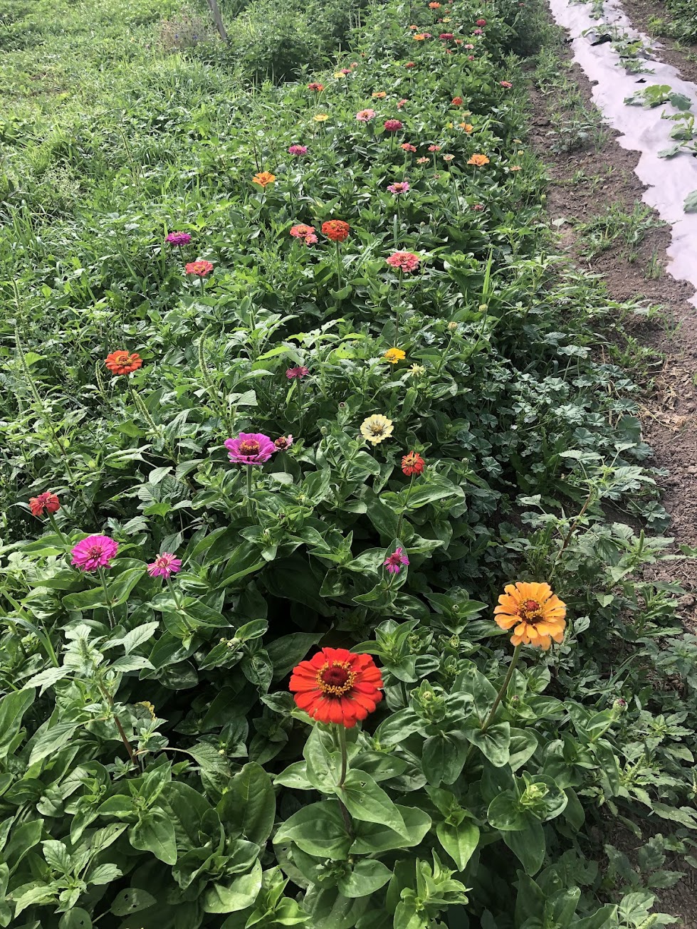 Colorful Turkish zinnia in a garden