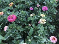 Colorful Turkish zinnia row