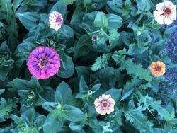Colorful Turkish zinnia in the garden