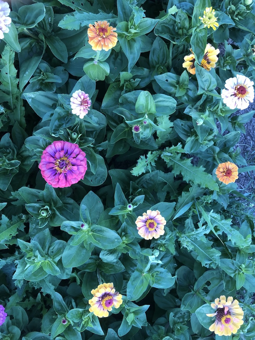 Colorful Turkish zinnia in the garden
