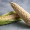 Two ears of fresh white Country Gentleman sweet corn