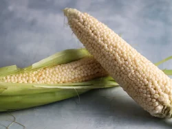 Two ears of fresh white Country Gentleman sweet corn