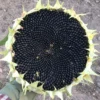 Simiska sunflower with mature, pitch-black seeds