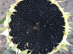 Simiska sunflower with mature, pitch-black seeds